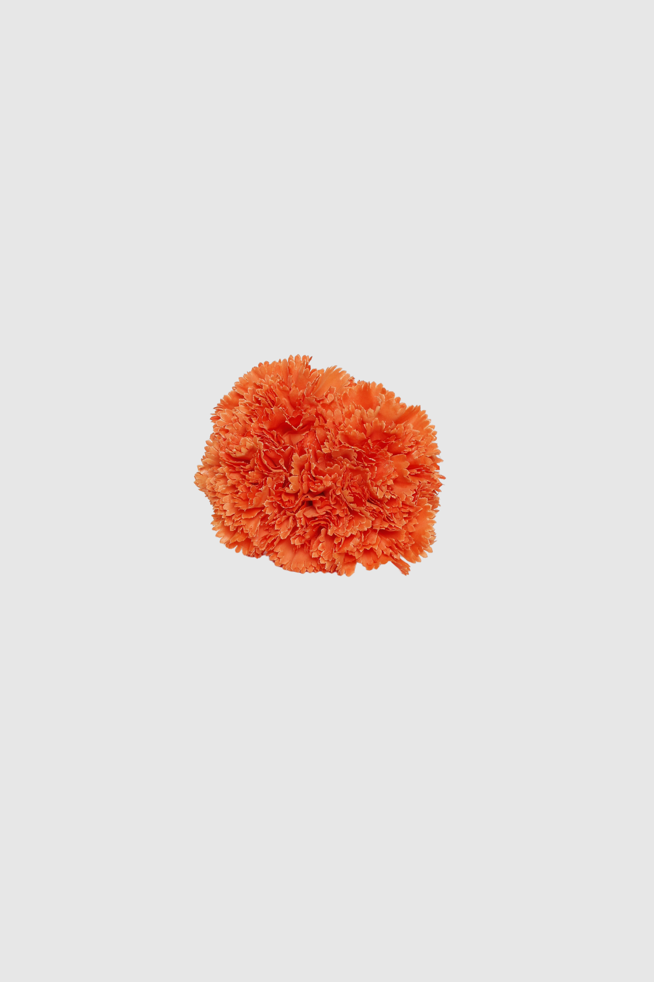 FLOR FLAMENCA