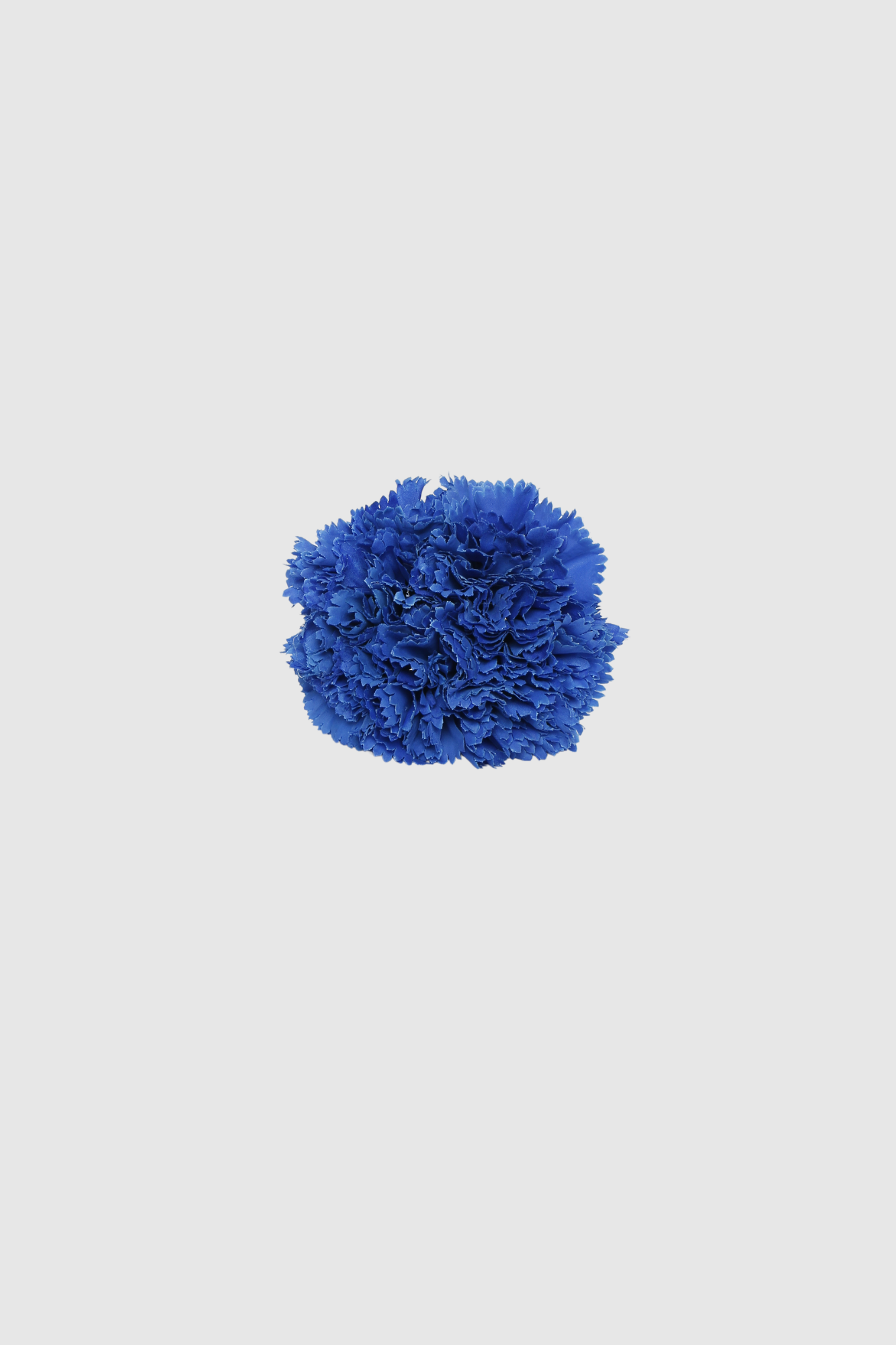 FLOR FLAMENCA
