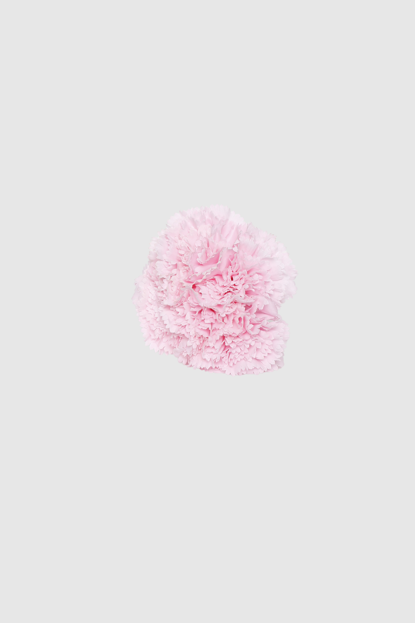 FLOR FLAMENCA